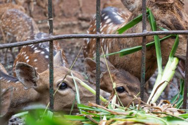 Çitin arkasından görülen benekli geyik yüzlerinin yakın çekimi, yiyorlar..