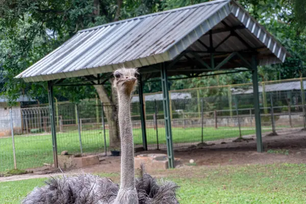 Uzun boynu ve desenli tüyleri olan bir devekuşunun portresi. Etrafında çimenler olan basit bir barınağın önünde..