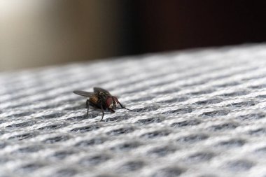 Keskin bir makro fotoğrafta beyaz bir ağ üzerinde duran bir sinek görülüyor. Kırmızı gözlerini ve vücut dokusunu berraklıkla vurguluyor..