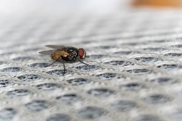Ayrıntılı bir görüntü beyaz, tüllü bir madde üzerinde dinlenen bir sinek sunar, belirgin kırmızı gözlerini ve odak noktasında desenli göğüs kafesini vurgular..