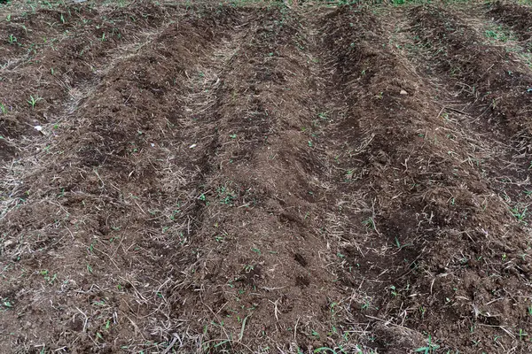 Titizlikle hazırlanmış tarımsal bir tarla, karanlık, sürtünmüş toprak bile şekilleniyor, ekime hazır, ve bereketli bir hasat vaadi.