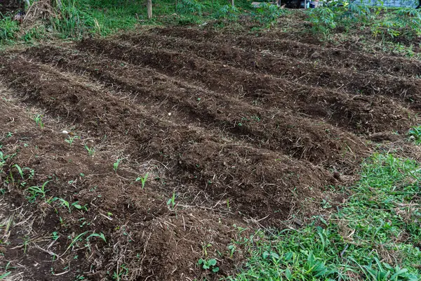 Yeni sürülmüş bir tarla, uzaklığa doğru uzanıyor. Yeşil çimlerle zıt düşmüş kara toprağı, ekilmeye hazır ve yeni yaşam döngüsü....