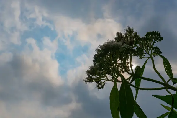Bulutlu bir gökyüzüne karşı bir çiçek silueti. Aydınlık gökyüzü ve karanlık çiçek arasındaki zıtlık çarpıcı bir görüntü yaratır..