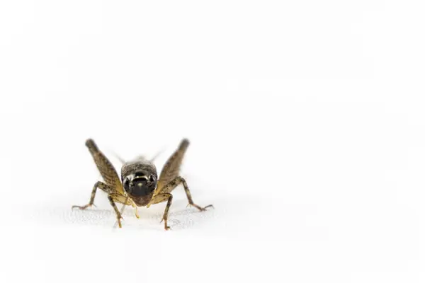 A front-facing shot of a cricket centered against a bright white background, focusing on its eyes and small legs.