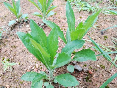 Latince adı Erigeron sumatrensis olan yabani ot ya da ot, bu bitkinin sağlık yararları da var.