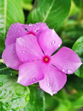 Bahçede pembe renkli Madagaskar menekşesi çiçeği 