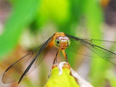 Bahçedeki yeşil bir yaprağa tüneyen bir yusufçuğun seçici odağı 