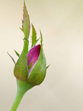 Bahçedeki pembe renkli gül tomurcuğunun resmini kapat.