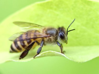 Yeşil bir yaprağın üzerinde bir arı resmi 