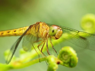 Bahçede geçmişi bulanık bir yusufçuk. 