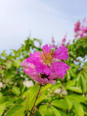 Lagerstroemia Specosa çiçeğinin seçici odağı parlak pembe renkli ve bulanık arkaplanlı