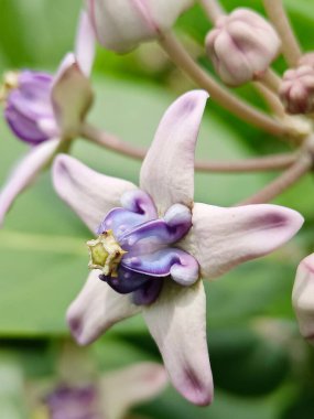 Dev kalotrop çiçeğinin seçici odak noktası ya da parkta mor renkli taç çiçeği