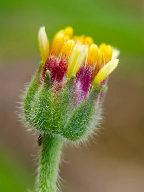 Tridax procumbens veya Tridax papatyasının seçmeli odağı bulanık arkaplanda izole edilmiş