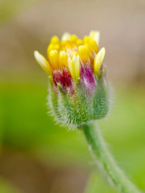 Tridax procumbens veya Tridax papatyasının seçmeli odağı bulanık arkaplanda izole edilmiş