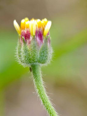 Tridax procumbens veya Tridax papatyasının seçmeli odağı bulanık arkaplanda izole edilmiş