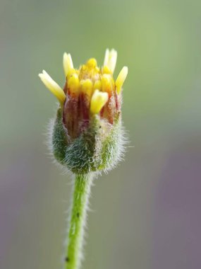 Tridax procumbens veya Tridax papatyasının seçmeli odağı bulanık arkaplanda izole edilmiş