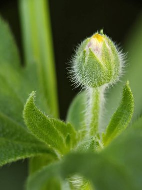 Tridax procumbens veya Tridax papatyasının seçmeli odağı bulanık arkaplanda izole edilmiş