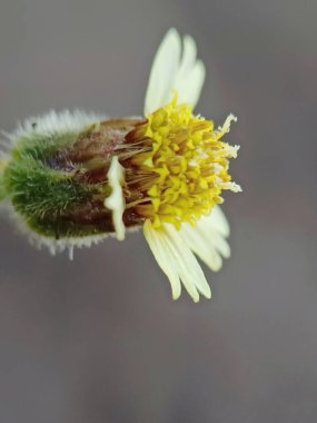 Tridax procumbens veya Tridax papatyasının seçmeli odağı bulanık arkaplanda izole edilmiş