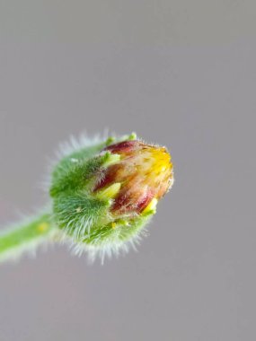 Tridax procumbens veya Tridax papatyasının seçmeli odağı bulanık arkaplanda izole edilmiş