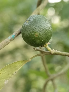 A calamansi lime on the tree  clipart