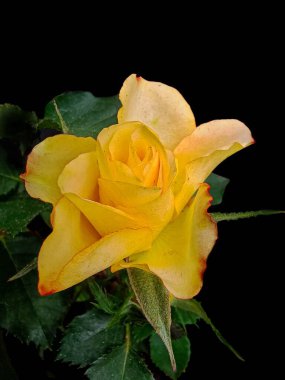 Bahçede sarı renkli bir gül çiçeği 