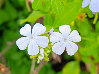 Bahçedeki Plumbago auriculata çiçeklerinin odaklanmamış görüntüsü 