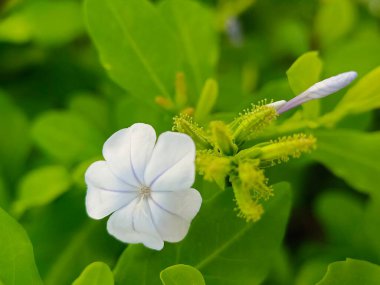 Bahçedeki Plumbago Auriculata çiçeklerinin seçici odağı 