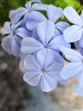 Bahçedeki Plumbago Auriculata çiçeğinin seçici odağı 