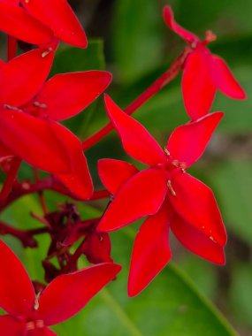 Bahçedeki bir demet kırmızı Ixora çiçeğinin seçici odağı 