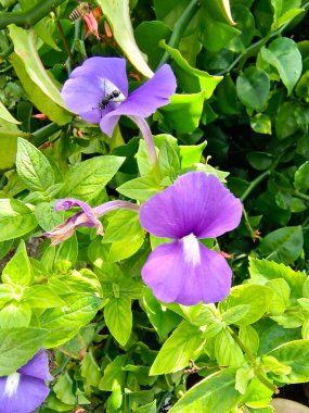 Bahçedeki mor renkli çiçeklerin seçici odak noktası bulanık arka plan 