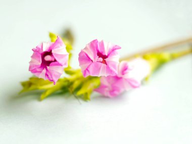 Pembe mor renkli çiçeğin seçici odak noktası beyaz arkaplanda izole 