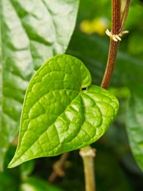 Selective focus of a green betel leaf in the garden  clipart