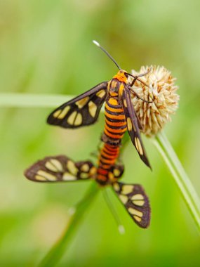 Amata Huebneri 'nin seçici odak noktası ya da Hubner arı güvesinin bahçede çiftleşmesi. 