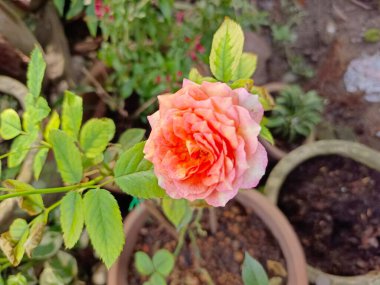 Bahçede çiçek açan güzel pembe gül çiçeği. 