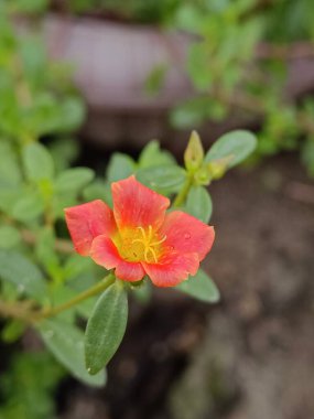 Bir yosun çiçeğinin seçici odağı ya da bahçedeki Japon gül çiçeği 