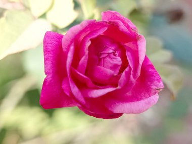 Bahçede açan pembe gül çiçeği. 