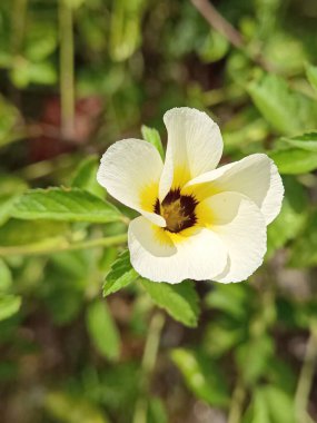 Bahçedeki bulanık arka planı olan Turnera ultraviyole çiçeğinin seçici odağı 