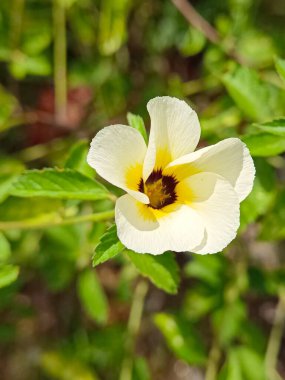 Selective focus of Turnera ulmifolia flower in the garden with blurry background  clipart