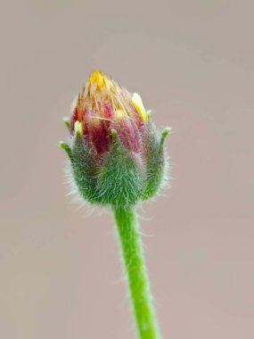 Tridax 'ın seçici odağı bahçedeki bulanık arka planlı çiçekleri öngörüyor