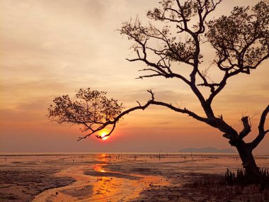 Akşamın ilerleyen saatlerinde ağaç yaprakları ve dallarından oluşan güzel bir siluet. Güneş ışığı ve yansıma suda görülebilir.