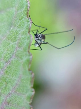 Bahçedeki yeşil yaprağın kenarında bir sivrisinek. 