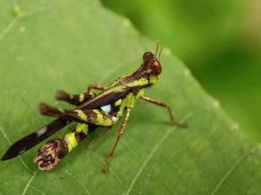 Bahçedeki yeşil yaprağın üzerinde bir çekirge. 