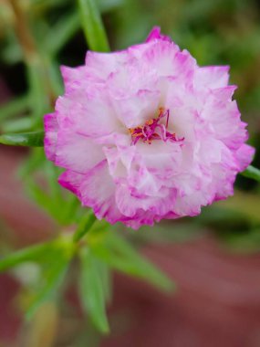 A Moss rose purslane or Japanese rose flower in the garden  clipart