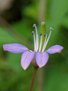 Bahçedeki mor renkli Cleome Rutidosperma çiçeğinin odaksız görünümü 