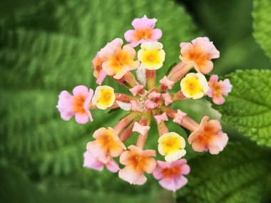 Bahçede pembe ve sarı yapraklı renkli Lantana Camara çiçeği