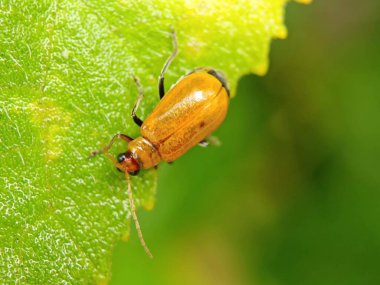 Yaprağın üzerinde yeşil bir böceğin yakın plan fotoğrafı.