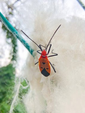 Beyaz arka planda Dysdercus cingulatus böceği