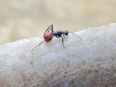 Kırmızı karıncanın makro görüntüsü