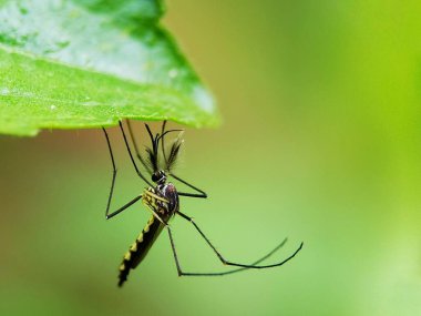Bahçedeki sivrisineğin seçici odağı 