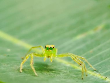 Yeşil yapraklı örümceğin seçici odağı 